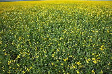 RTS新作《异星前哨》正式公布 重回RTS黄金时代